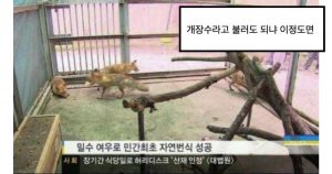 오싹오싹 개장수가 번식 성공시킨 토종여우 근황