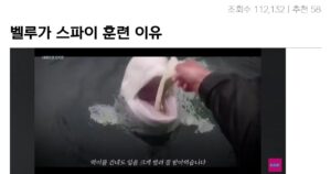 싱글벙글 사람좋아하는 벨루가를 스파이로 훈련시키는 이유